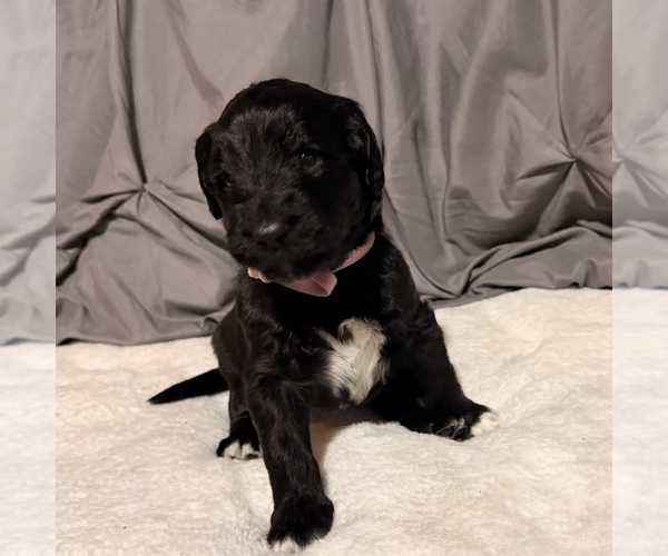 Medium Photo #4 Newfypoo Puppy For Sale in ANGOLA, IN, USA