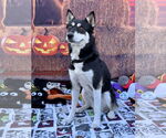 Small #16 Huskies  Mix