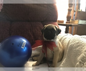 Pug Puppy for sale in DAYTON, VA, USA