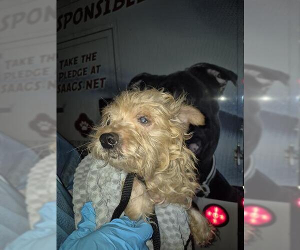Medium Photo #1 Mutt Puppy For Sale in San Antonio, TX, USA
