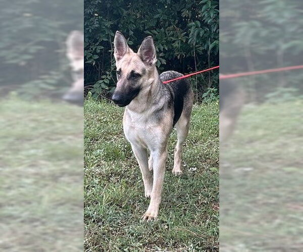 Medium Photo #2 German Shepherd Dog-Unknown Mix Puppy For Sale in Wetumpka, AL, USA