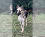 Small #1 German Shepherd Dog Mix