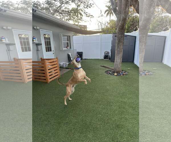 Medium Photo #3 Labrador Retriever-Unknown Mix Puppy For Sale in Pompano Beach , FL, USA