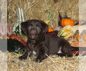 Labrador Retriever Puppy for sale in STEWARTSTOWN, PA, USA