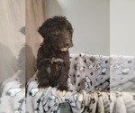 Small Photo #10 Aussiedoodle Puppy For Sale in NEW YORK MILLS, MN, USA