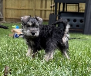 Schnauzer (Miniature) Puppy for sale in SHAWNEE, KS, USA