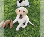Small Photo #2 Labrador Retriever-Unknown Mix Puppy For Sale in San Diego, CA, USA