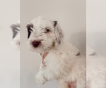 Small Photo #1 Australian Labradoodle Puppy For Sale in OCEANSIDE, CA, USA