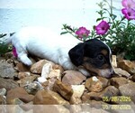Small #10 Dachshund