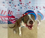Small #6 American Pit Bull Terrier Mix