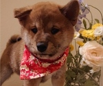 Small #2 Shiba Inu