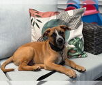 Small #2 Labrador Retriever Mix