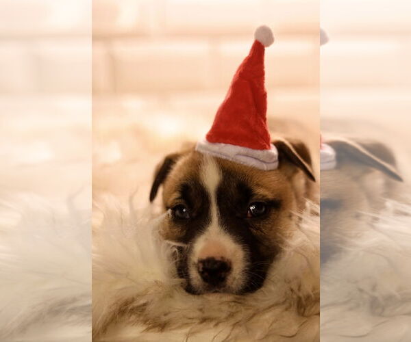 Medium Photo #4 Bulldog-Unknown Mix Puppy For Sale in Duluth, MN, USA