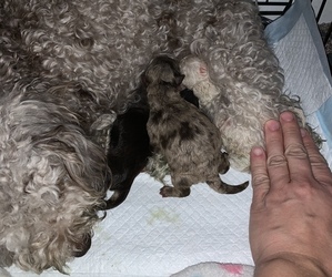 Poodle (Toy)-ShihPoo Mix Puppy for sale in DEMOREST, GA, USA