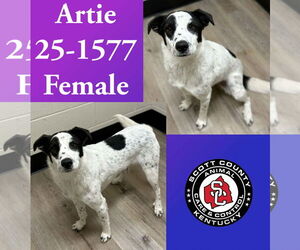 Border Collie-Unknown Mix Dogs for adoption in Georgetown, KY, USA