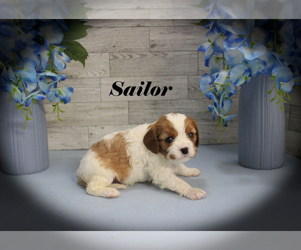 Medium Photo #6 Cavalier King Charles Spaniel Puppy For Sale in CHANUTE, KS, USA