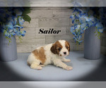Small #5 Cavalier King Charles Spaniel