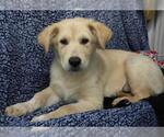 Small #4 Sheprador