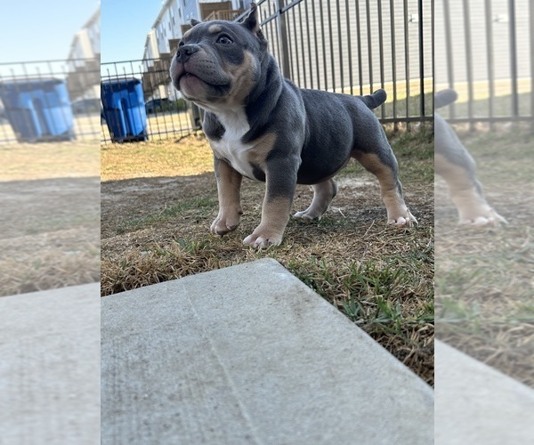Medium Photo #6 American Bully Puppy For Sale in RALEIGH, NC, USA