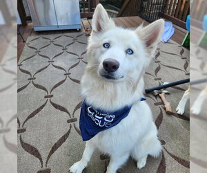 Roxanne - Female Siberian Husky-Unknown Mix Dog for Adoption - Photo #2
