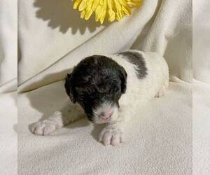 Goldendoodle-Poodle (Miniature) Mix Puppy for sale in FT PLAIN, NY, USA