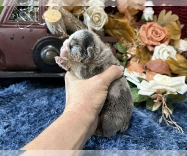 Medium Photo #1 English Bulldog Puppy For Sale in OOLOGAH, OK, USA