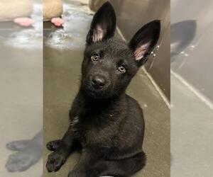 Gerberian Shepsky Dogs for adoption in Santa Cruz, CA, USA