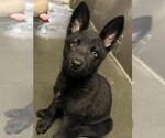 Small Gerberian Shepsky
