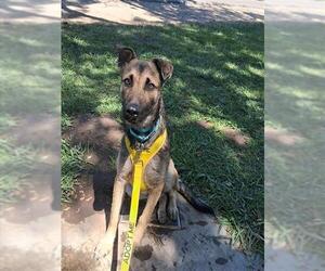 *SHINJI - Male German Shepherd Dog-Unknown Mix Dog for Adoption - Photo #3