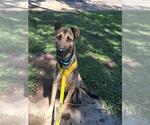 Small #2 German Shepherd Dog Mix