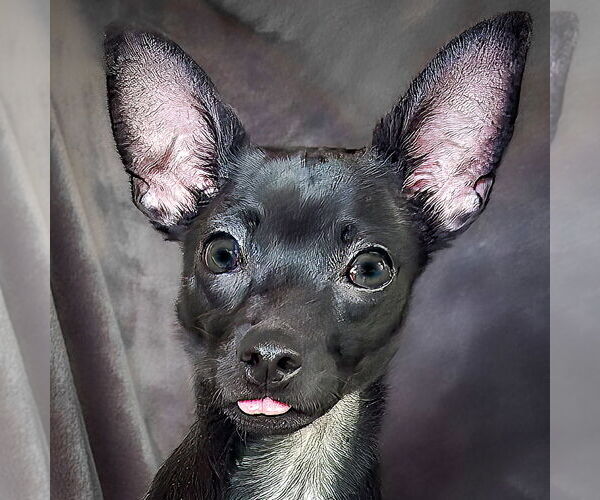 Medium Photo #1 Chihuahua Puppy For Sale in Albuquerque, NM, USA