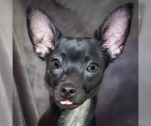 Chihuahua Dogs for adoption in Albuquerque, NM, USA