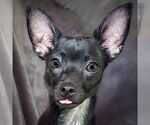 Small Chihuahua