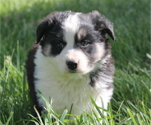 Border-Aussie Puppy for Sale in LOMA, Colorado USA