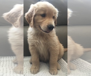 Golden Retriever Puppy for sale in SANTA ANA, CA, USA