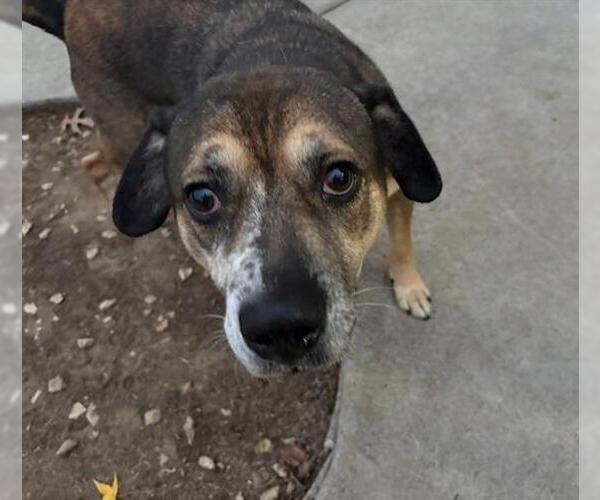 Medium Photo #2 American Bulldog Puppy For Sale in Tulsa, OK, USA