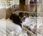 Small Beagle-Staffordshire Bull Terrier Mix