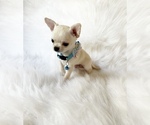 Small #1 Chihuahua