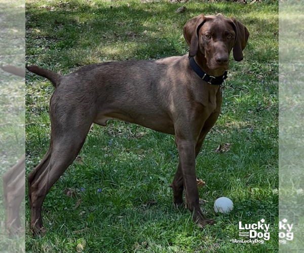 Medium Photo #8 German Shorthaired Pointer-Unknown Mix Puppy For Sale in Washington, DC, USA