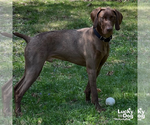 Small #7 German Shorthaired Pointer Mix