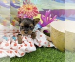 Small #4 Yorkshire Terrier