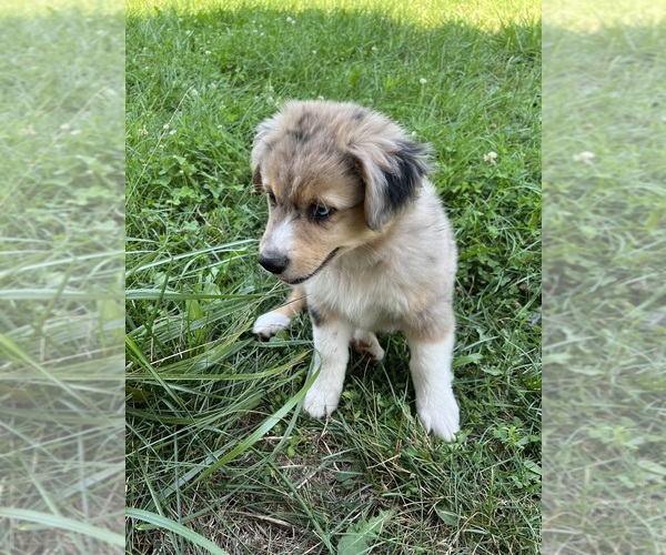 Medium Photo #5 Aussie-Corgi Puppy For Sale in DONNELLSON, IA, USA