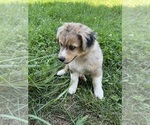 Small Photo #5 Aussie-Corgi Puppy For Sale in DONNELLSON, IA, USA