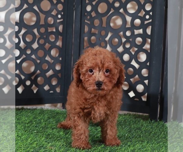 Medium Photo #3 Poodle (Miniature) Puppy For Sale in MOUNT VERNON, OH, USA