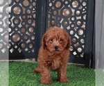 Small #2 Poodle (Miniature)