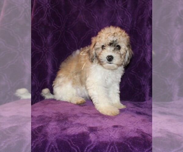 Medium Photo #1 Zuchon Puppy For Sale in BLOOMINGTON, IN, USA