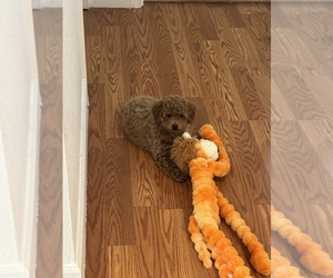 Poodle (Miniature) Puppy for sale in KENT, WA, USA