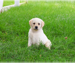 Small Photo #3 Labrador Retriever Puppy For Sale in SYRACUSE, IN, USA