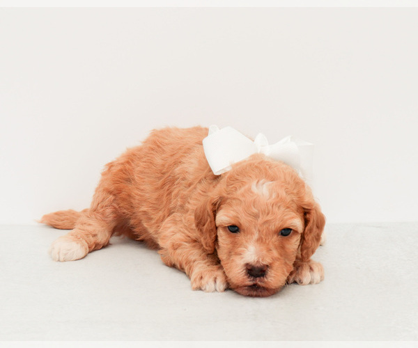 Medium Photo #2 Goldendoodle (Miniature) Puppy For Sale in LITTLE ROCK, AR, USA
