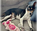Small #15 Rat Terrier